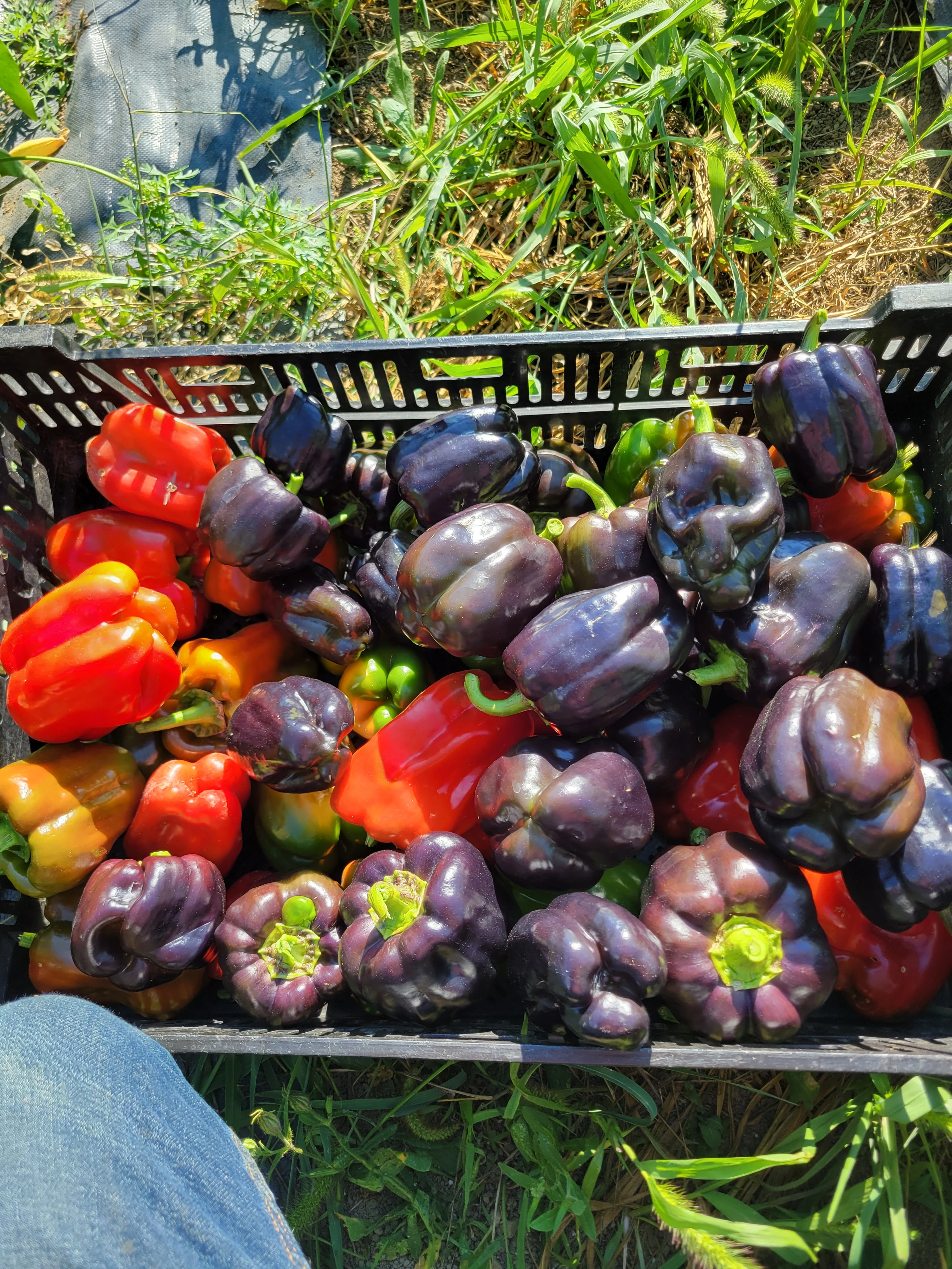 Red, yellow, green, and purple bell peppers