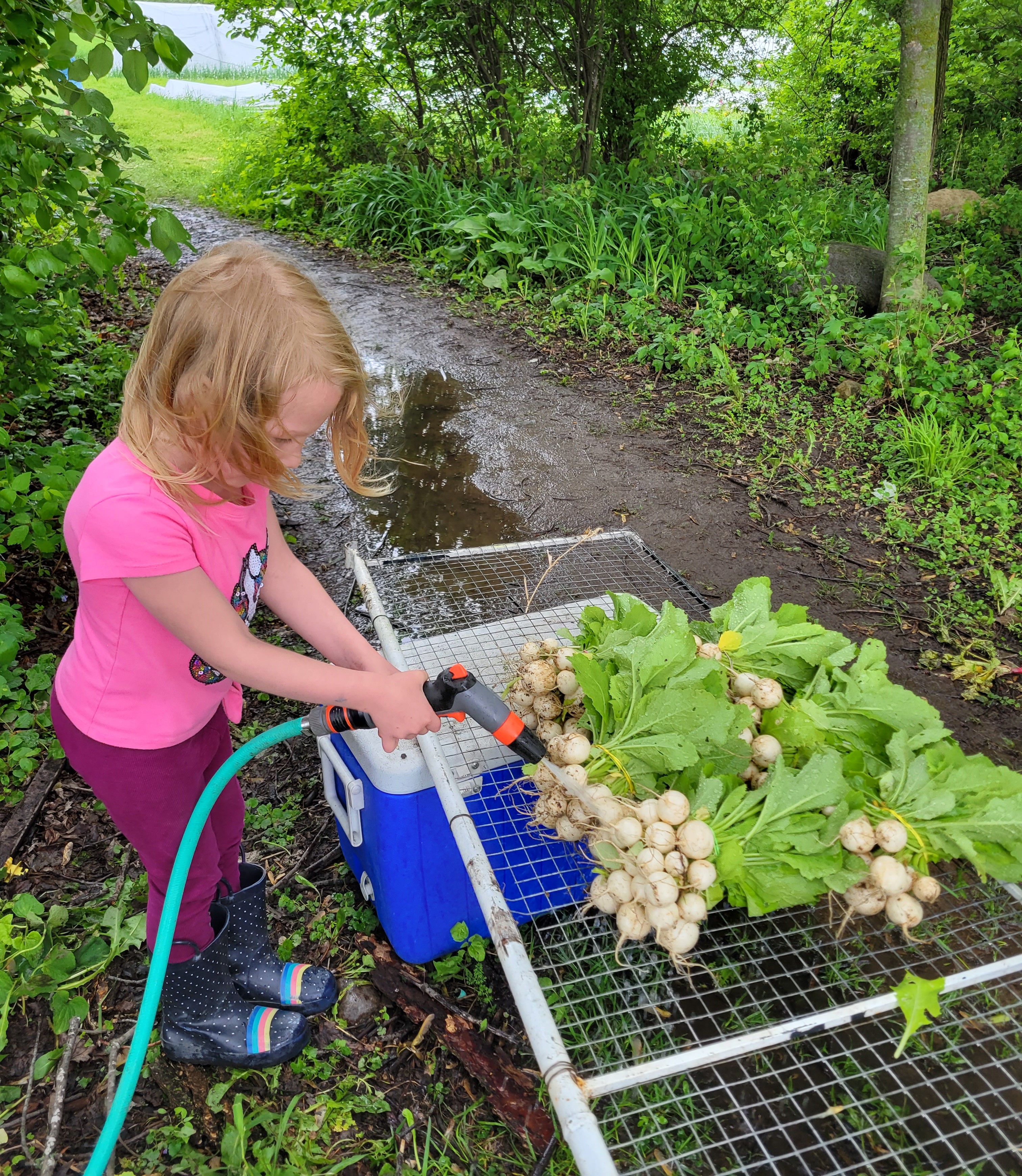 Little girl washing produce